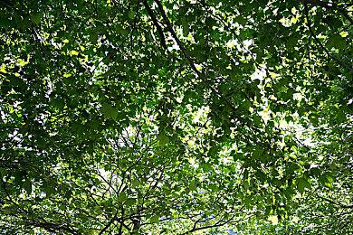 《刀剑神域：彼岸游境》大型DLC前篇“Myosotis”正式发售