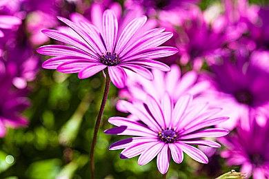 《和平精英》亚运版或采取铁人三项 没有人对人射击玩法