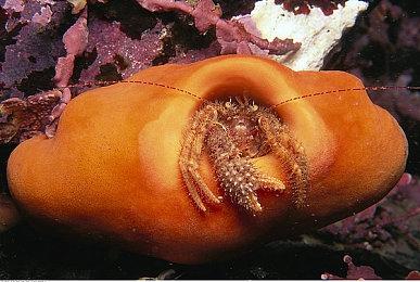 为Xbox优化难 Funcom公布主机板《沙丘：觉醒》更新计划